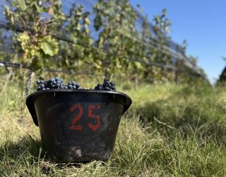 Cosecha 2025 Cosecha 2025